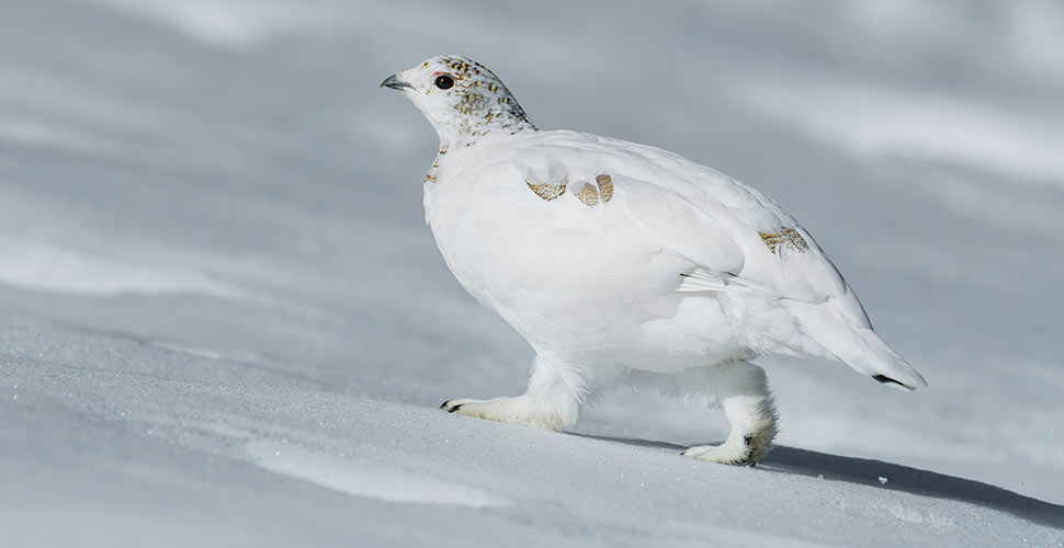 Foto: Alessandro Rossini