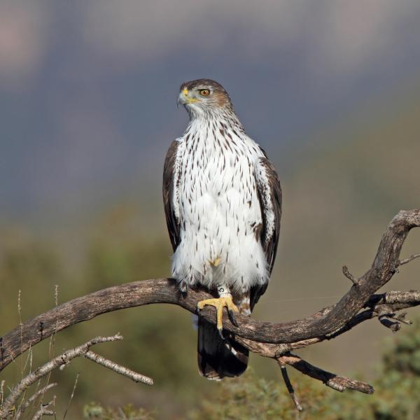 Aquila di Bonelli