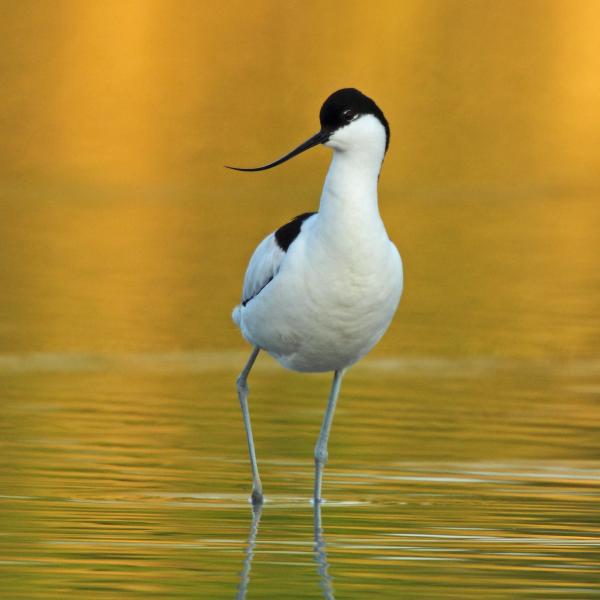 Avocetta