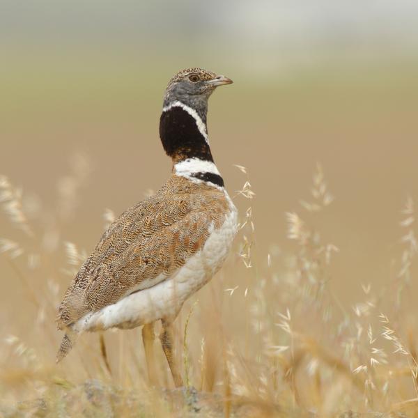 Gallina prataiola