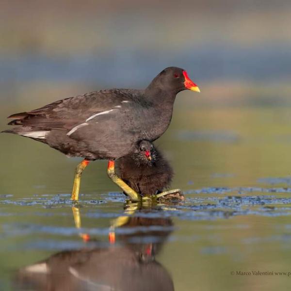 Gallinella d'acqua