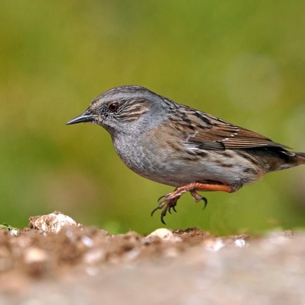 Passera scopaiola