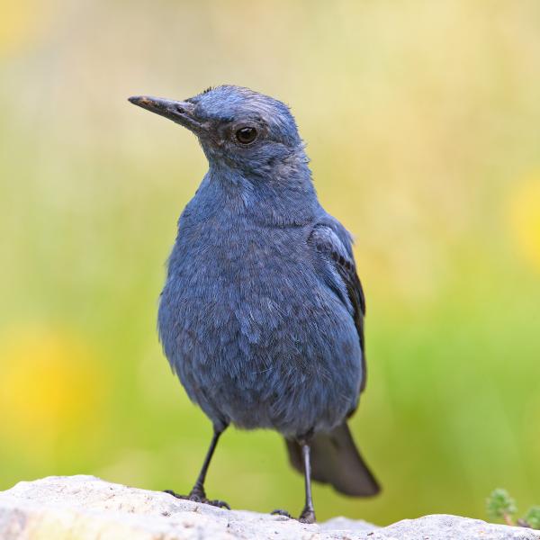 Passero solitario