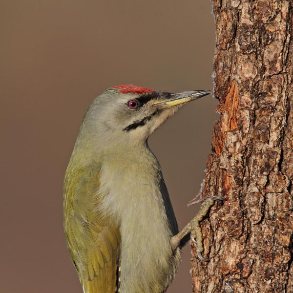 Picchio cenerino