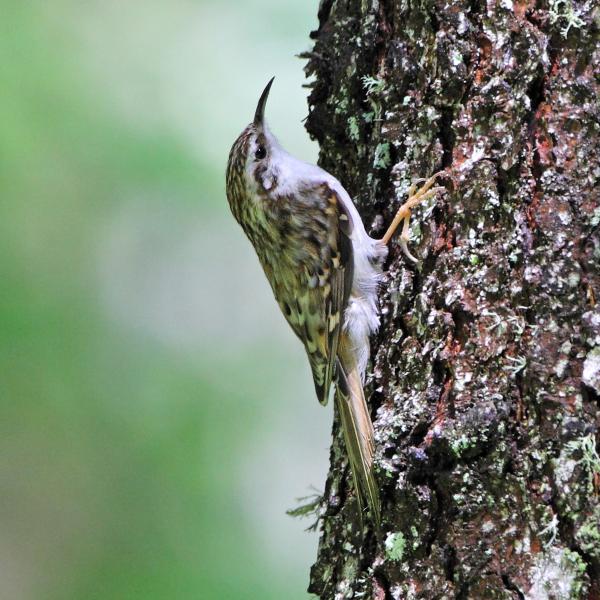 Rampichino alpestre