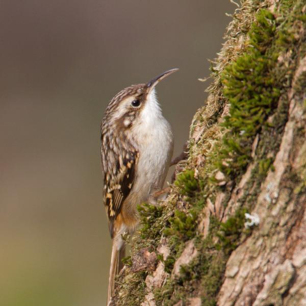 Rampichino comune