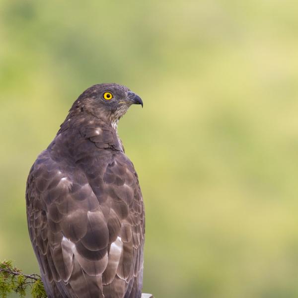 Falco pecchiaiolo