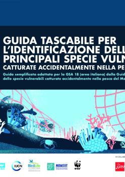 Otero et al., 2021_Guida tascabile per l'identificazione delle principali specie vulnerabili catturate accidentalmente nella pesca italiana.pdf