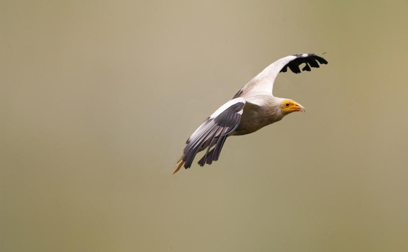 Capovaccaio ripreso in volo