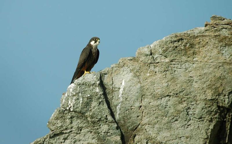 Falco della regina posato su una roccia