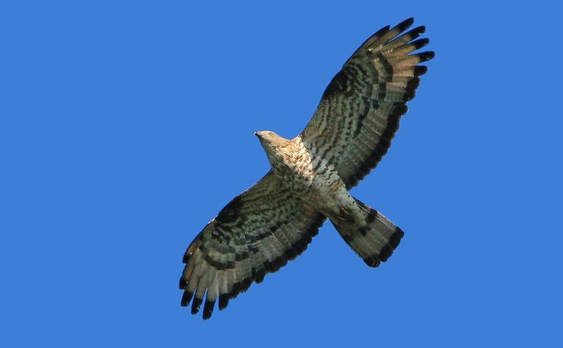 Falco Pecchiaiolo in volo