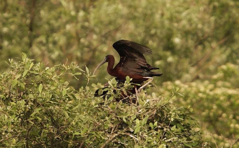 Mignattaio ritratto nella Riserva naturale Biviere di Gela