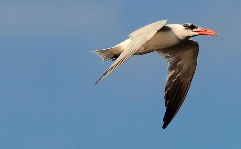 Sterna maggiore ripreso in volo