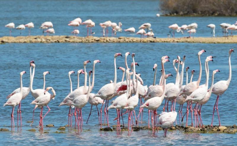 Fenicotteri alla Riserva Saline di Priolo - Fabio Cilea 