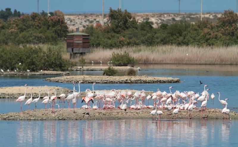 Fenicotteri alla Riserva Saline di Priolo, in Sicilia - Foto Fabio Cilea 