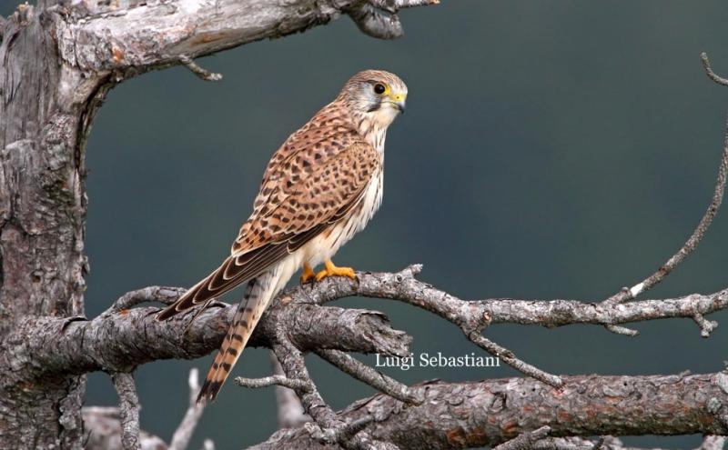 Gheppio - Foto Luigi Sebastiani - www.birds.it 