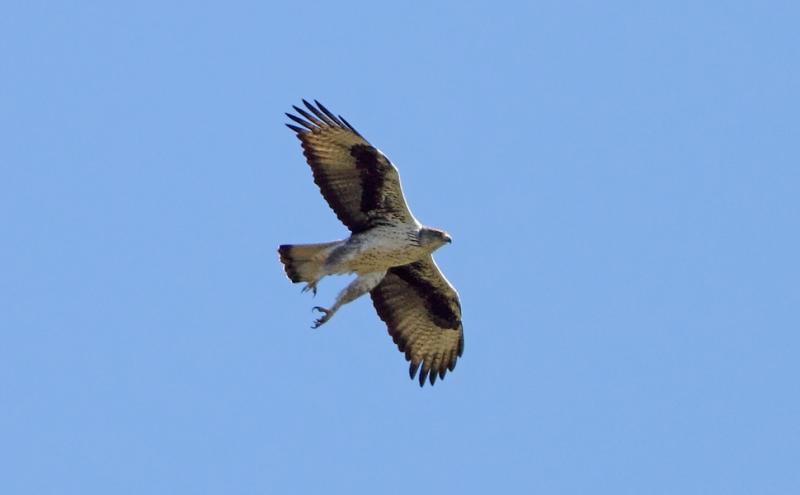 Aquila di Bonelli - Luigi Sebastiani www.birds.it 