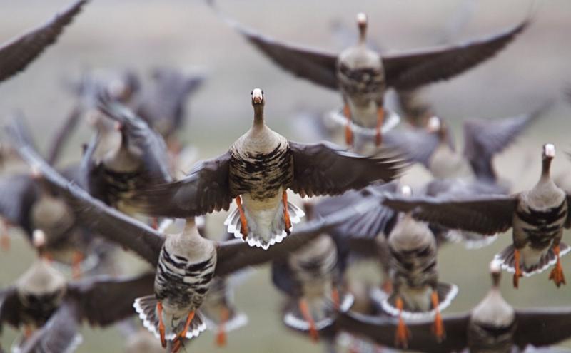 Oca lombardella, foto di Tom Reichner 