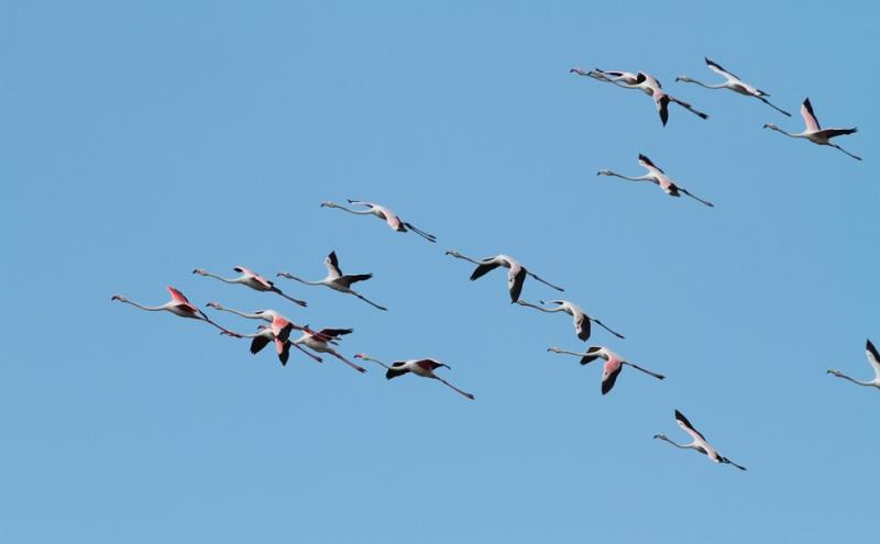 Fenicotteri, foto Fabio Cilea 