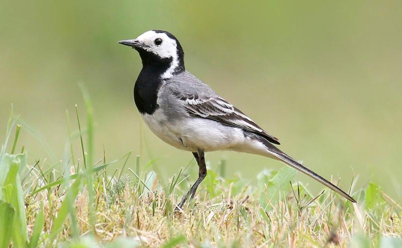  Motacilla alba, la ballerina bianca