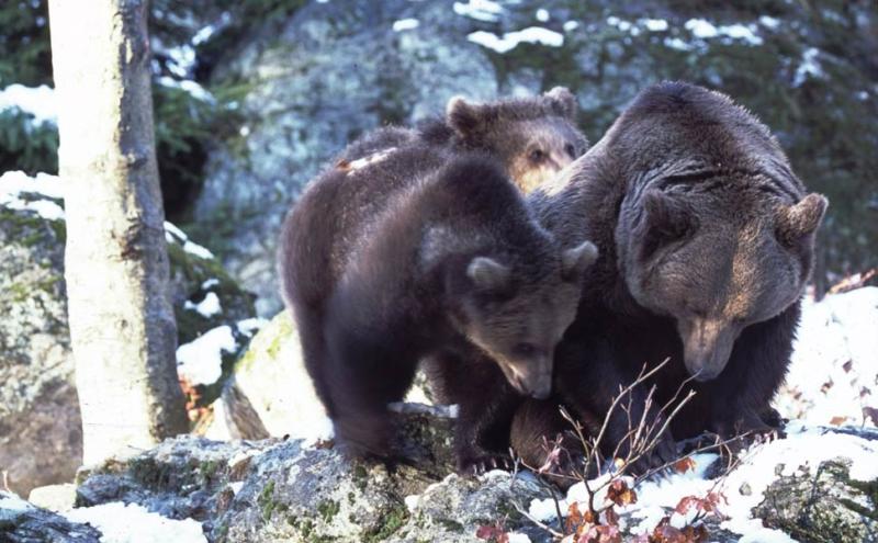 orso bruno, foto Luigino Felcher 