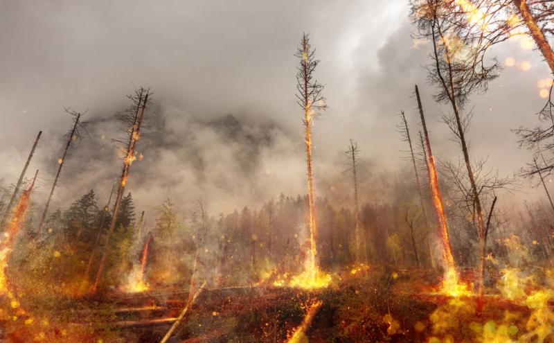 Incendio-foresta 