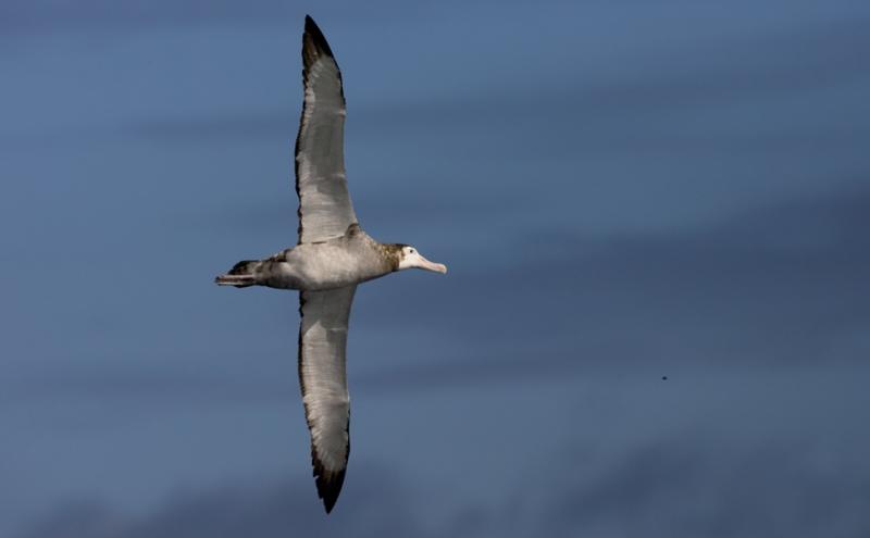 Albatros di Tristan - Marc-Guyt - worldsrarestbirds.com 