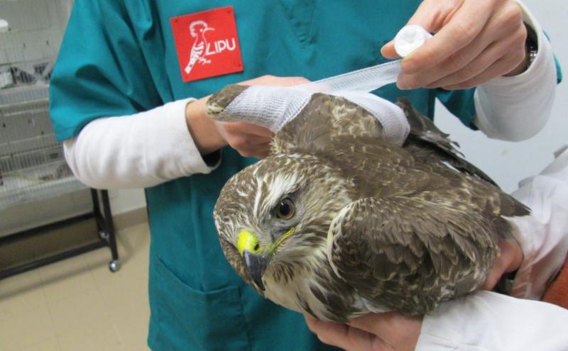 Le cure prestate a una poiana presso il Centro recupero fauna selvatica della Lipu a Roma 