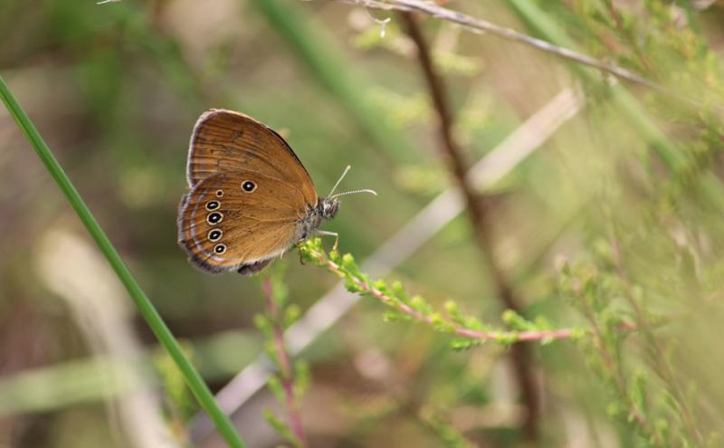 Coenonympha oedippus - Ph. G. Bogliani 