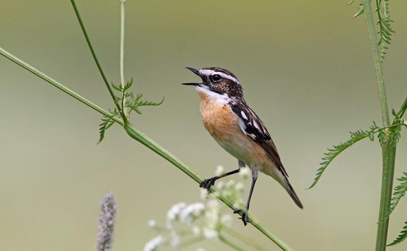 Stiaccino, foto Luigi Sebastiani - www.birds.it 