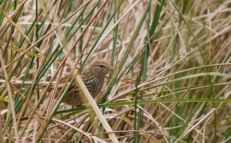 Fernbird (Megalurus punctatus) - Credit Mac Kenzie 