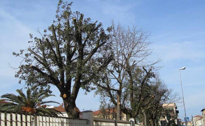 Un esempio sbagliato di come viene effettuata una potatura - foto Marco Dinetti Marco Dinetti