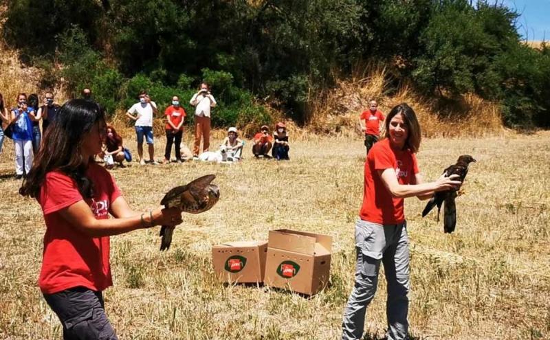 Liberazione di rapaci all'Oasi Lipu Castel di Guido (Roma) 