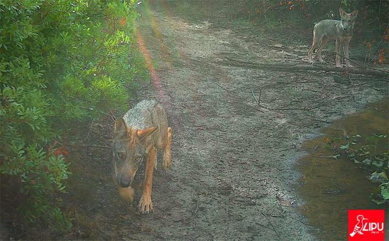 I cuccioli di lupo ripresi pochi giorni fa nell'Oasi della Lipu 