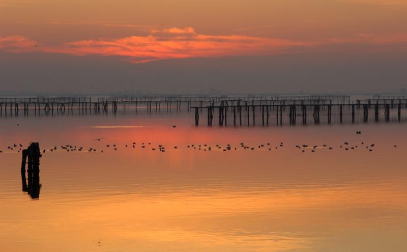 Sacca degli Scardovari, Parco regionale Delta del Po Maurizio Bonora