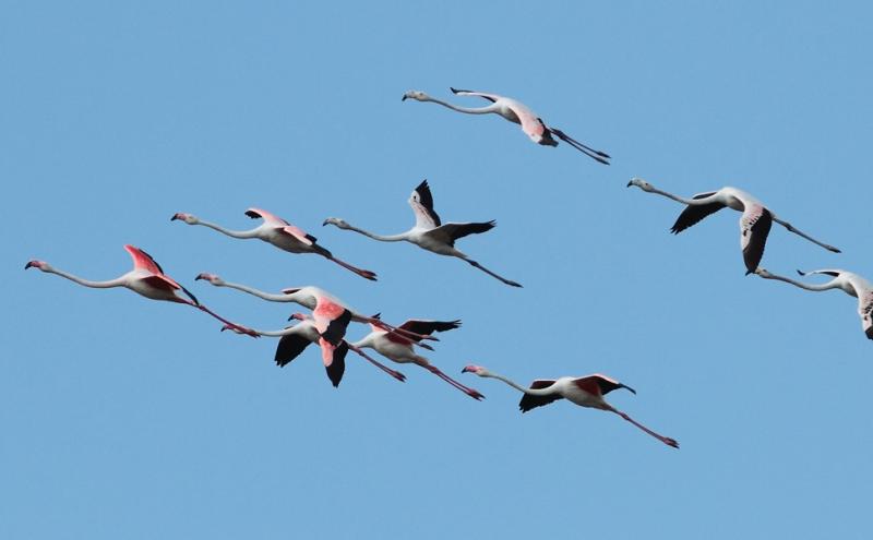 Fenicotteri in volo sulla Riserva naturale Saline di Priolo - Foto Fabio Cilea 