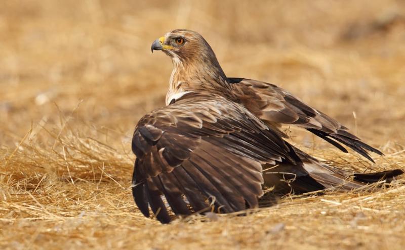  Aquila reale - Michele Mendi