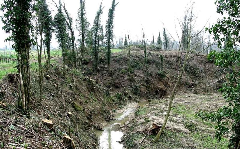 Un esempio di devastazione ambientale in Italia per la produzione di biomasse (Arch. Lipu) 