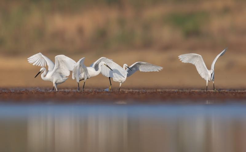 Foto Marco Venanzi 