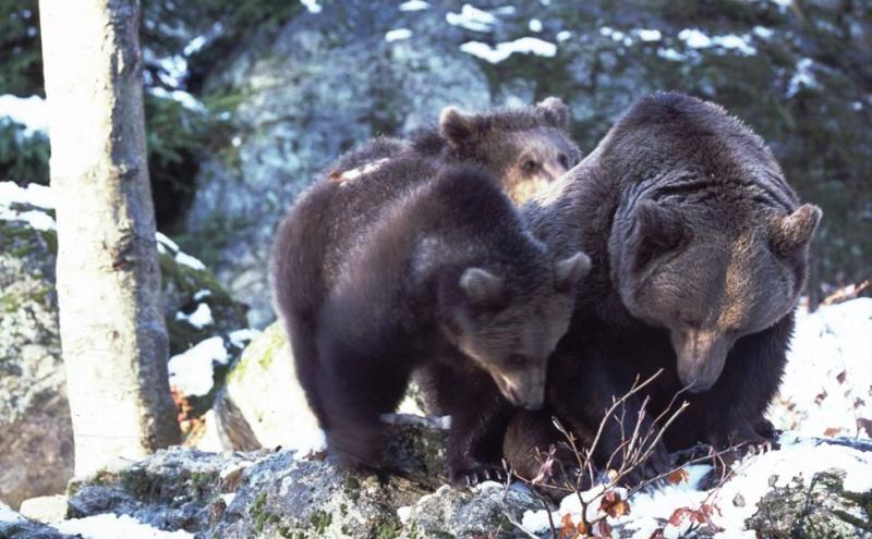 Orso bruno, foto Luigino Felcher 