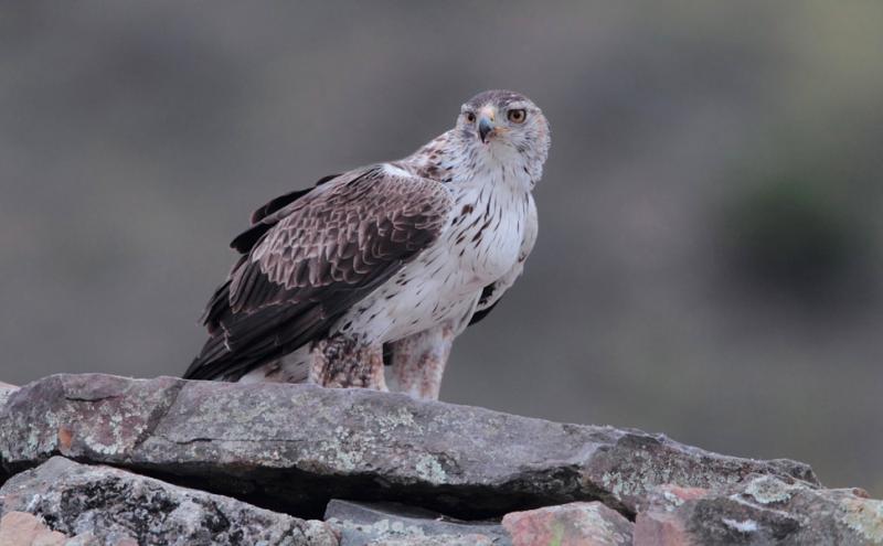 Un esemplare di aquila del Bonelli - foto Michele Mendi 