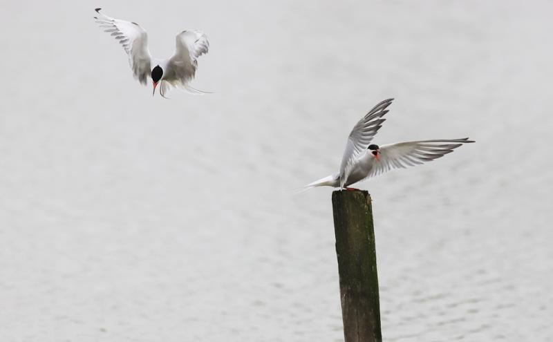 Sterna comune, foto Andrea Mazza 