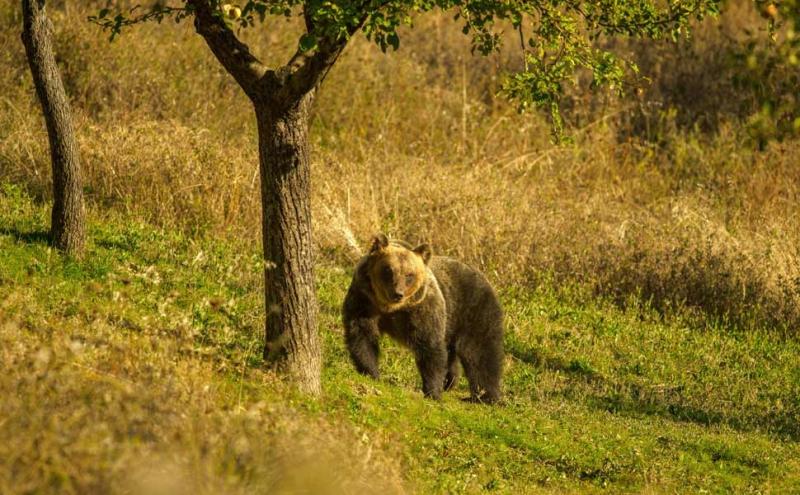 Orso bruno marsicano - Adobe-Alex 