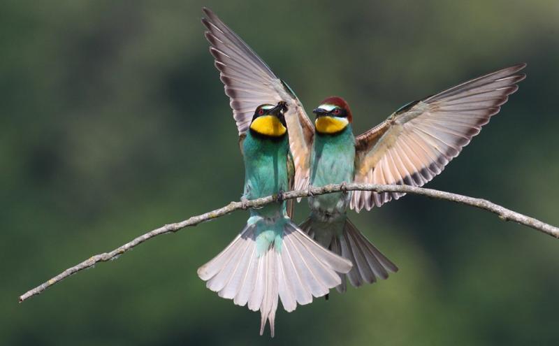 Gruccioni, foto di Roberto Parmiggiani 