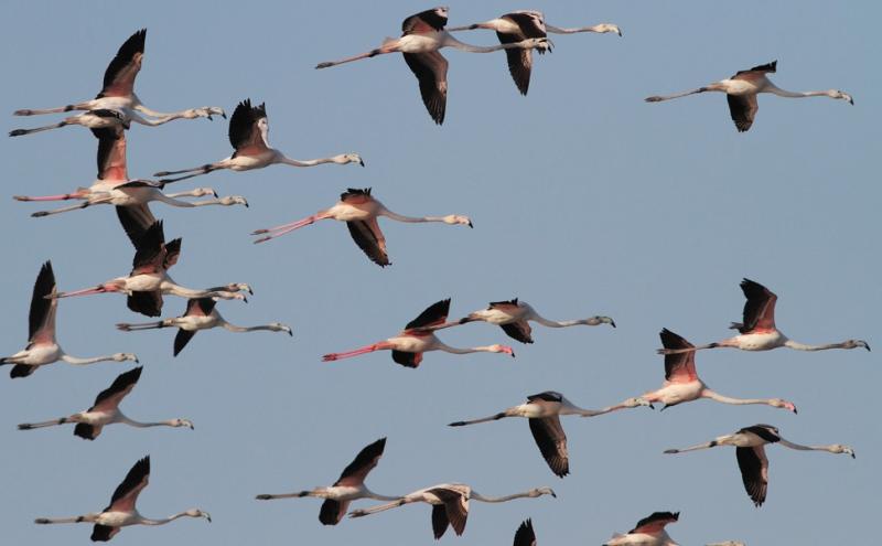 Fenicotteri nella Riserva naturale Saline di Priolo - foto Fabio Cilea 