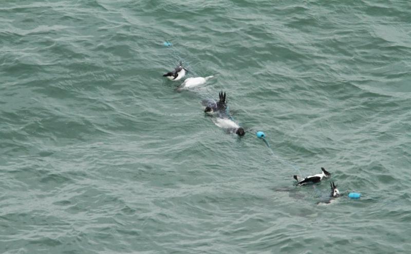 Urie e gazze marine vittime della pesca, coste del sud dell'Inghilterra, foto di Vero Cortés Vero Cortés