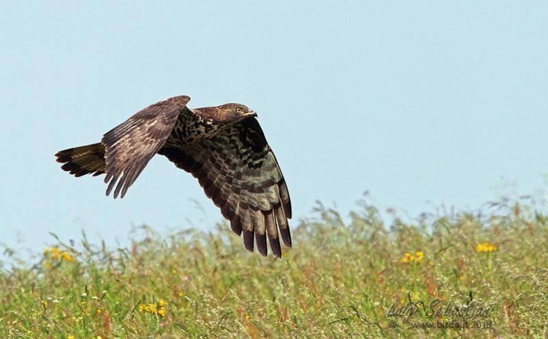 Falco pecchiaiolo - Luigi Sebastiani 