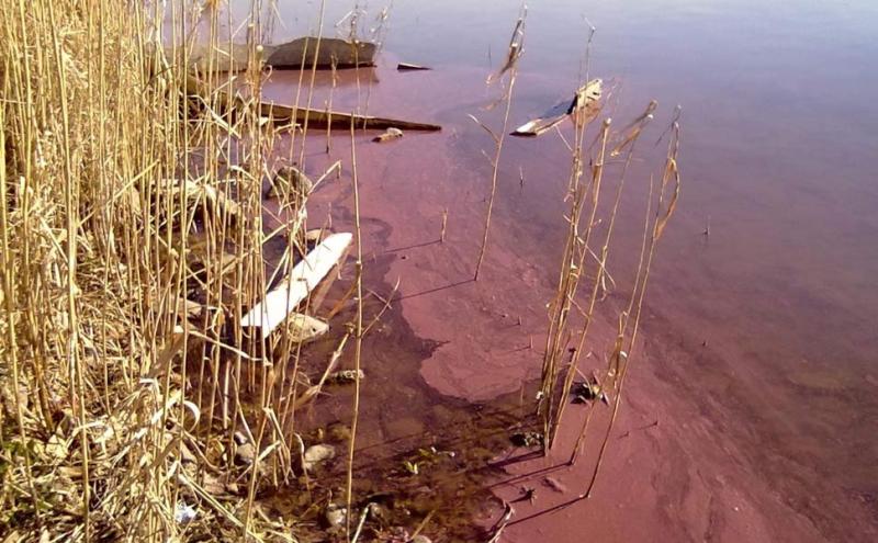 Inquinamento al Lago di Vico - Giuseppe Nascetti 