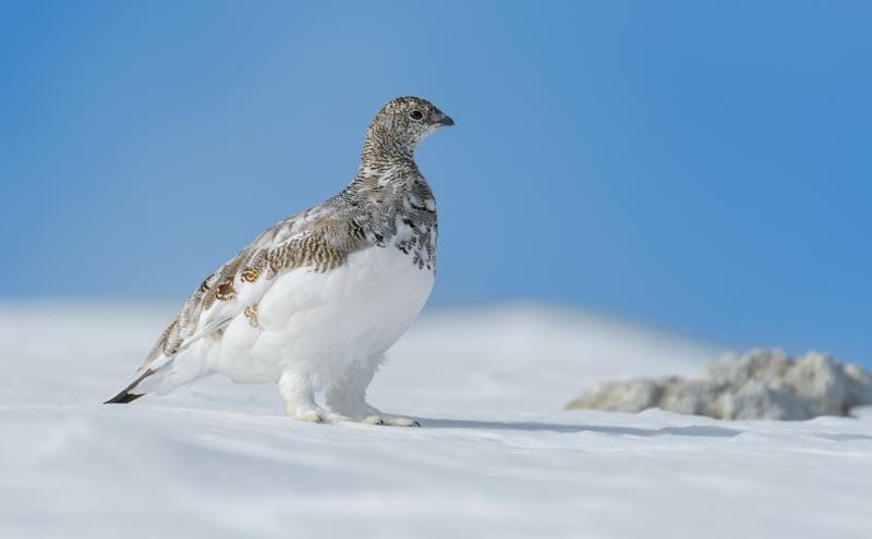 Pernice bianca - Foto Alessandro Rossini 