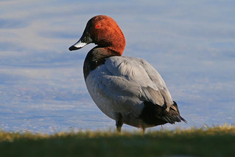 Moriglione - Foto Luigi Sebastiani www.birds.it 